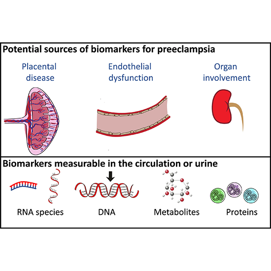 Pre-Eclampsia Prediction Panel